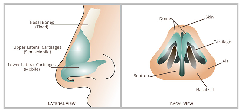 Anatomy of nasal tip and areas of focus during a Rhinoplasty procedure.